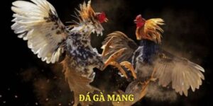 Đá gà mạng