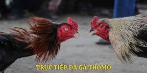 trực tiếp đá gà thomo
