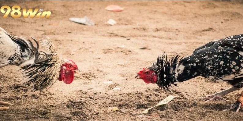 Khám phá ưu thế của nền tảng và nhân tố thu hút người